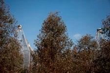 Whote Tree Chambers at HFE