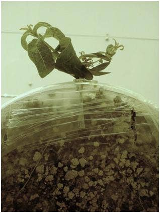 Eucalyptus globulus seedling colonised by Pisolithus microcarpus