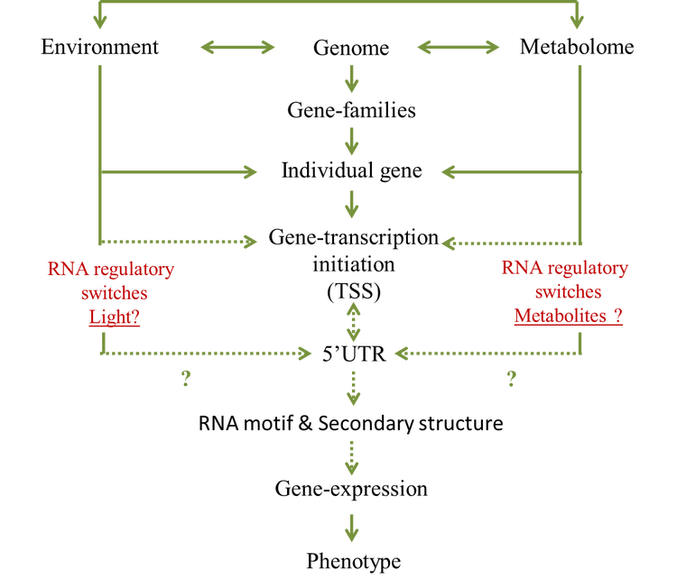 metabolic feedback regulation in carotenoid biosynthesis pathway