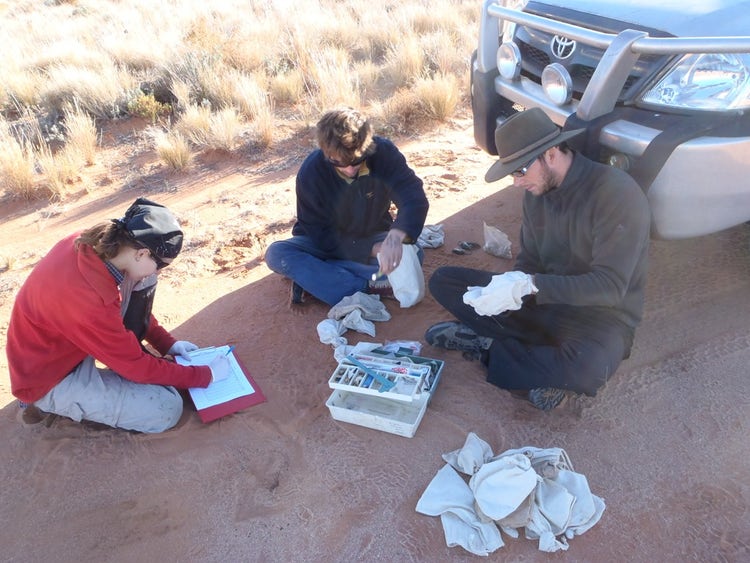 Processing animals at Winathee study area