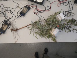 This plant was killed in the name of science