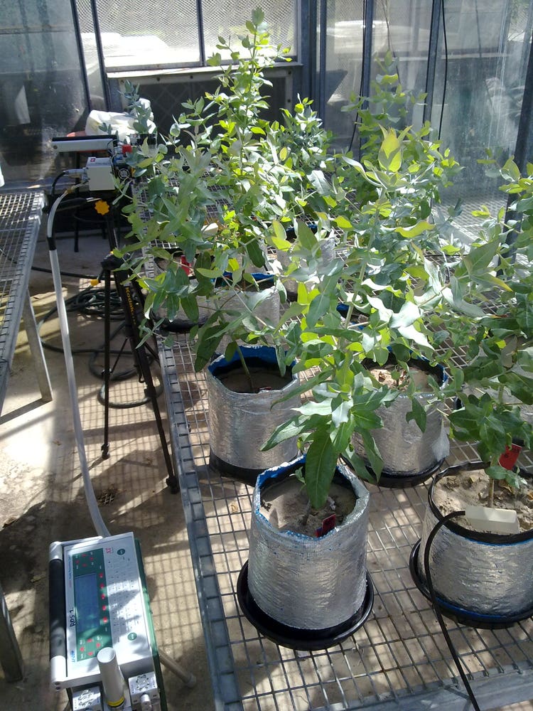 Glasshouse project - Physiological measurements