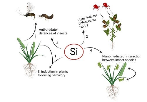 Figure 1 - Islam - Si impacts
