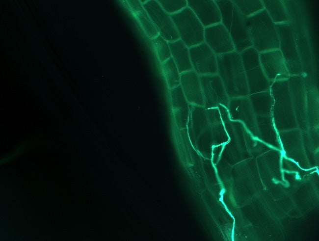 AMF hyphae inside a sugarcane root