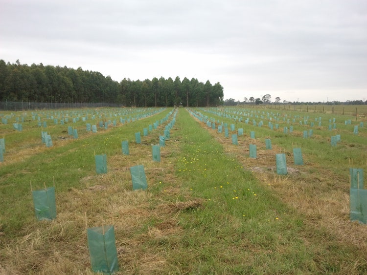 Diversity Plantations