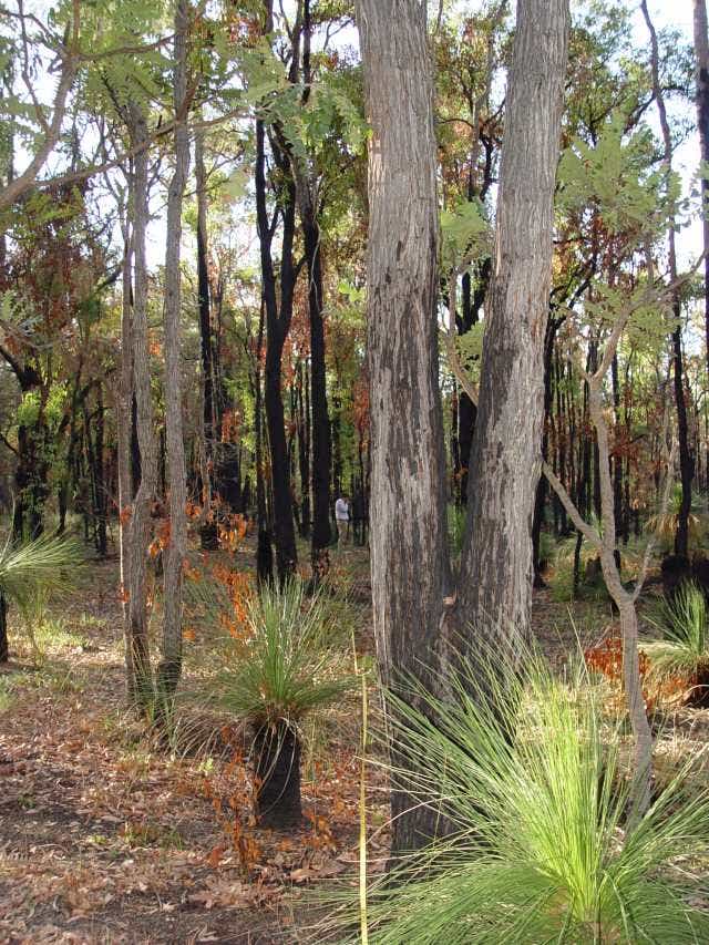 Jarrah Forest, Mundaring