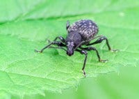 Adult Vine Weevil
