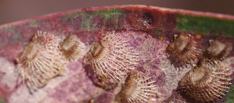 Eucalypt trees being foraged by insects in greenhouse